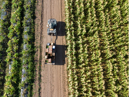 Organically Sourced Ingredients